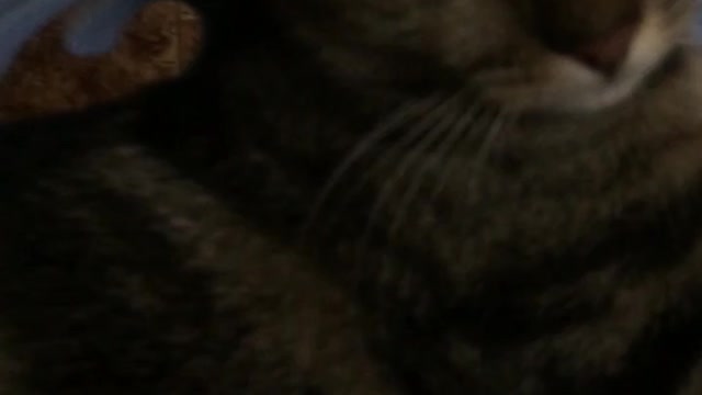 It's such a little cute bit