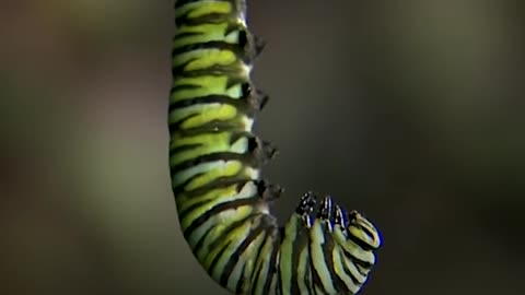 How A Caterpillar Becomes A Butterfly