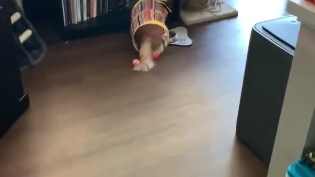 Cat Runs into Tub and Slides into Bookshelf