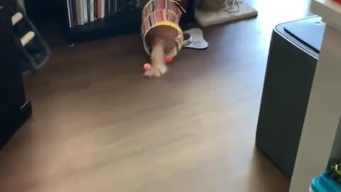 Cat Runs into Tub and Slides into Bookshelf