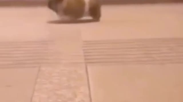 Funny animals