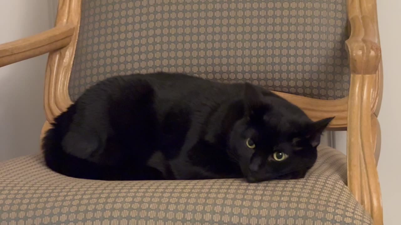 Adopting a Cat from a Shelter Vlog - Cute Precious Piper Looks Regal on Her Throne