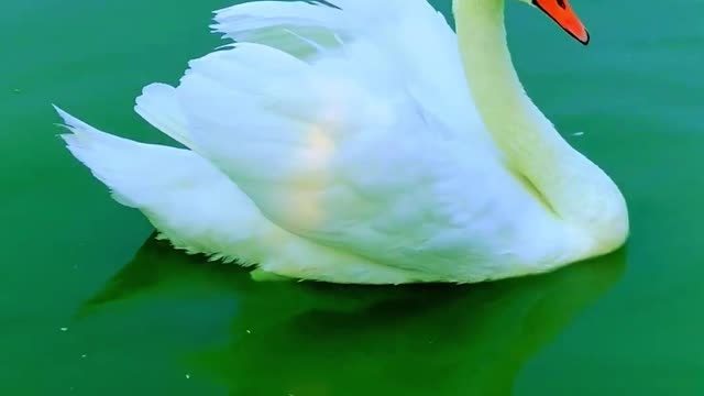 Two swans rest in the lake