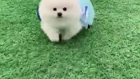 Cute and Funny Pomeranian Videos