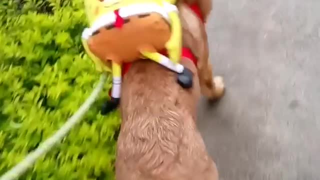 Dog walking around with spongebob backpack