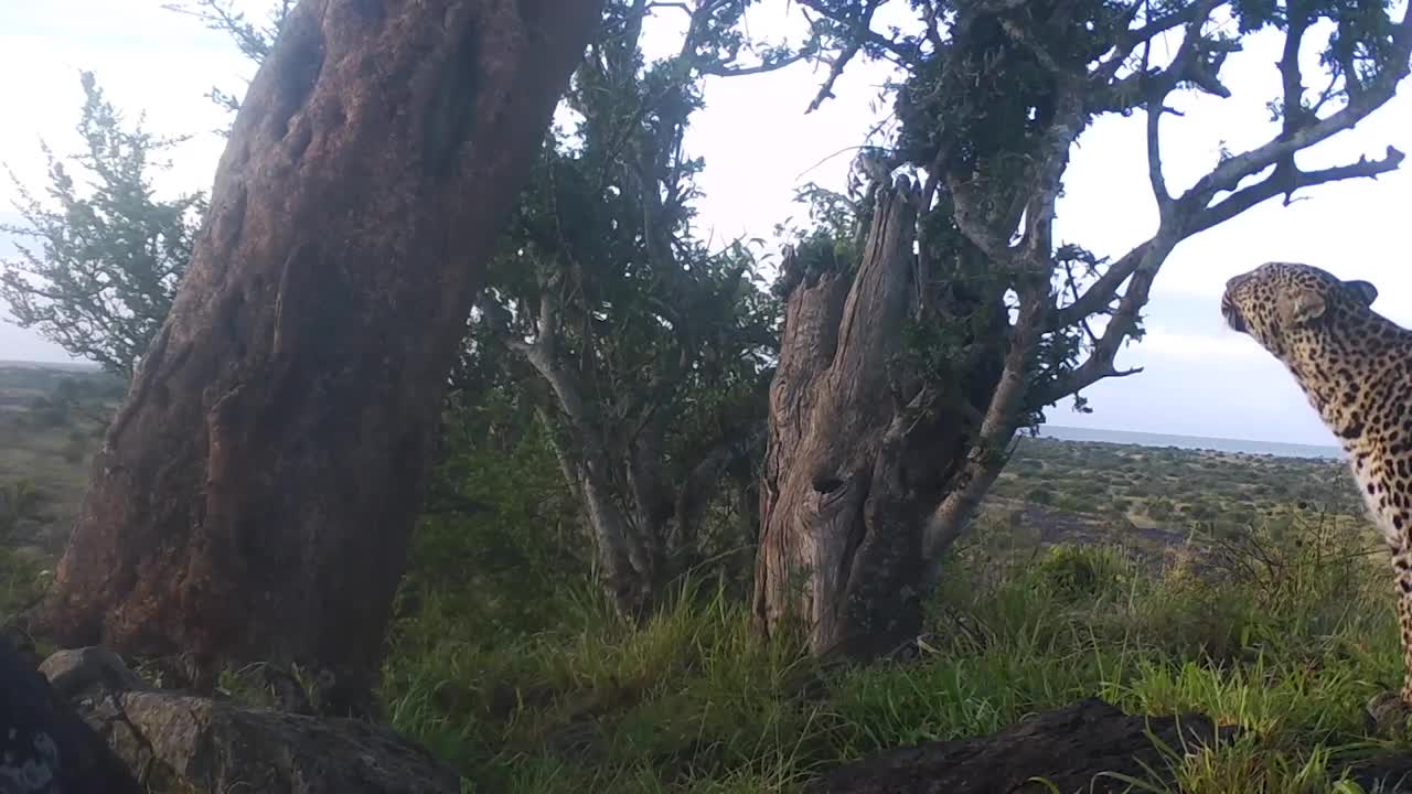 Leopard Cubs in Kenya