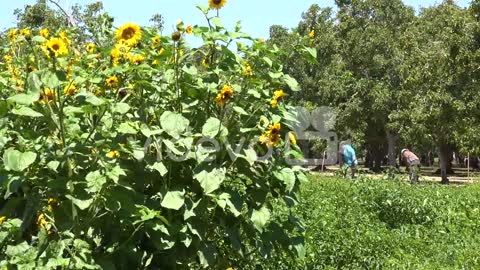 Immigrant Farm Workers Work In A Sunflower Field In Lompoc California