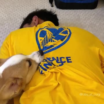Angry Corgi Really Wants Owner To Wake Up And Play