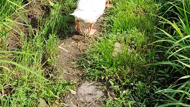 Controlling geese eat grass