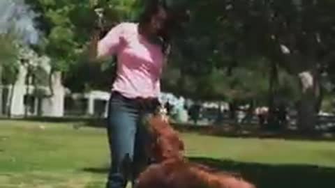 Dog training video