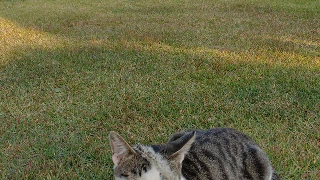 Cats falling asleep