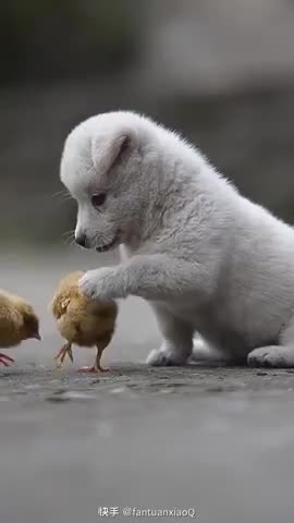 Play with small friends