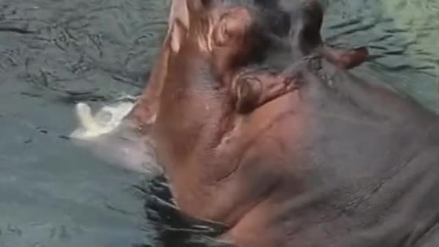 As if hippos couldnt get any cuter klmn