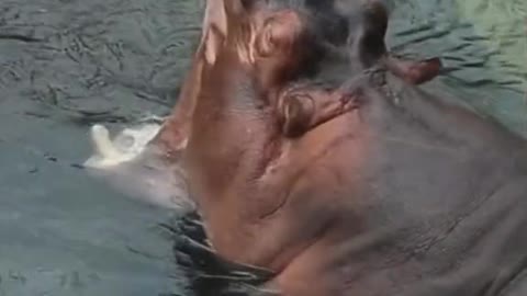 As if hippos couldnt get any cuter klmn