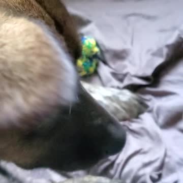 Bone Time With Pretty Sadie