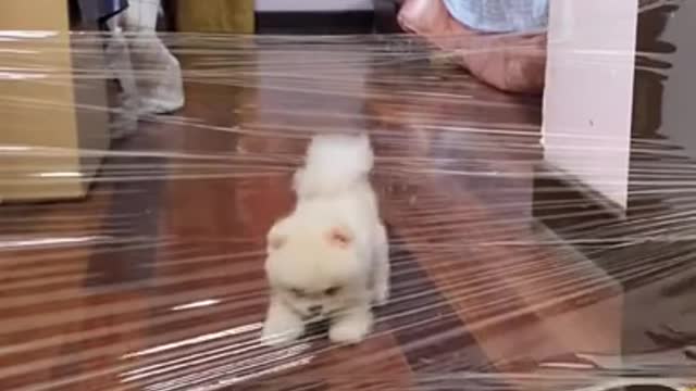 Funny cute and Lovely Dog