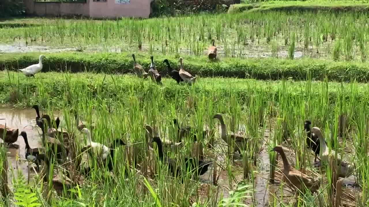 Busy in the paddle field