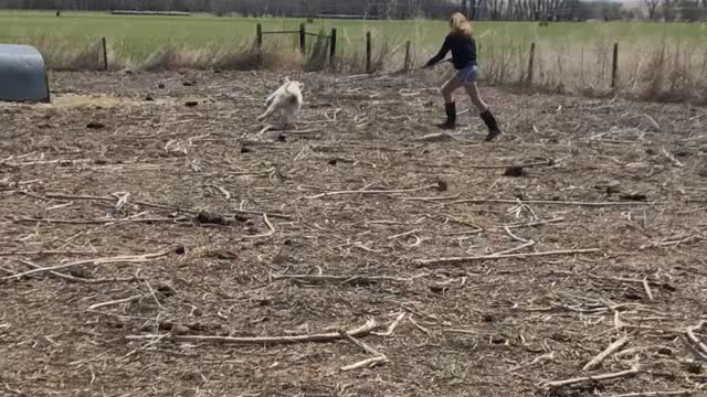 Halter training a highland calf