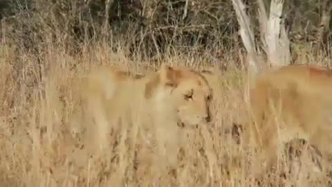 Lions In Dry Grass