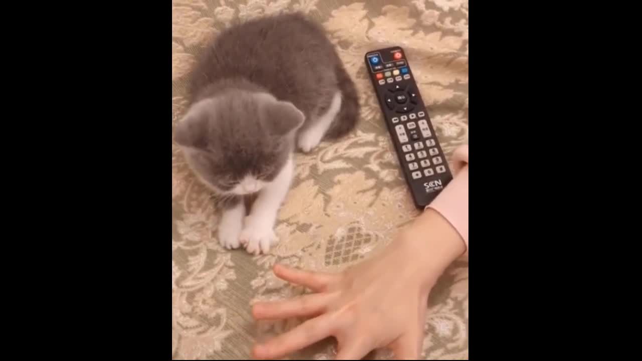 Cute cat trying to copy