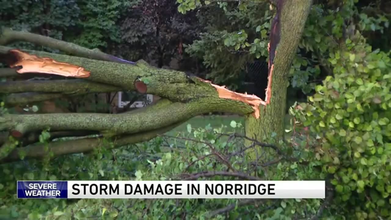 Powerful winds uproot trees in Norridge, just northwest of Chicago | WGN News