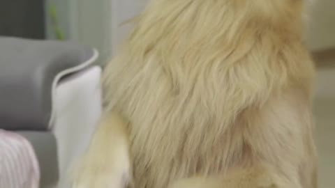 Dog short film