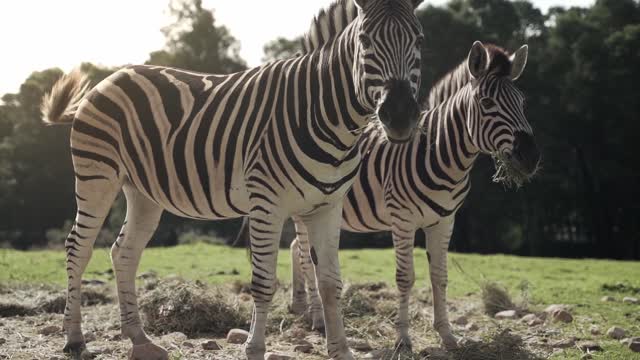 Zebras in pasture