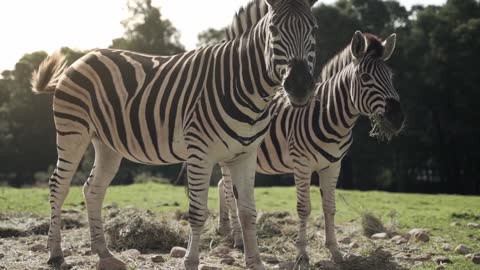 Zebras in pasture
