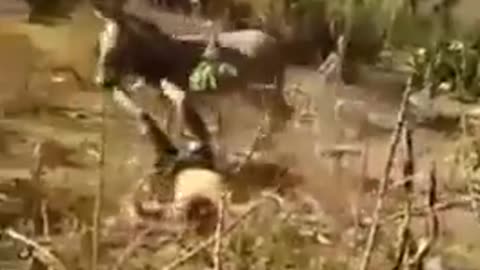 Karma hits back real fast