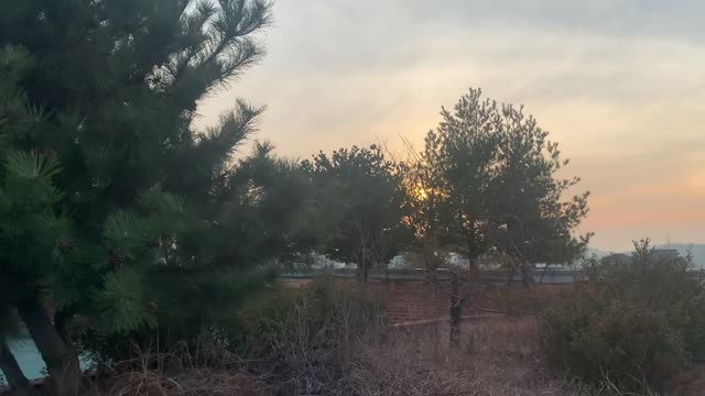 Sunset, Korean sky, pine tree, rooftop