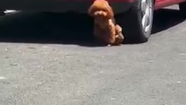 Cats and dogs