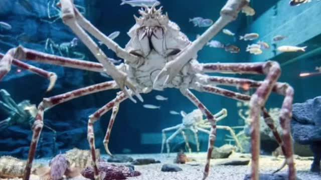 “The Cows Of The Ocean