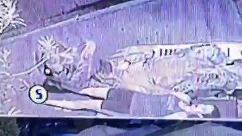 Security cameras girl trex leg wrestle