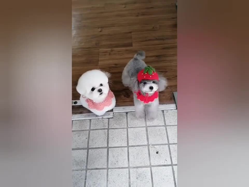 Lovely, cute and funny puppies