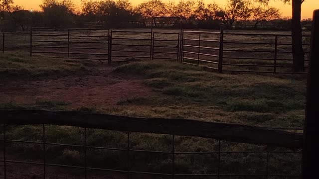 Texas sunrise with roosters crowing and donkeys grazing