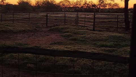 Texas sunrise with roosters crowing and donkeys grazing