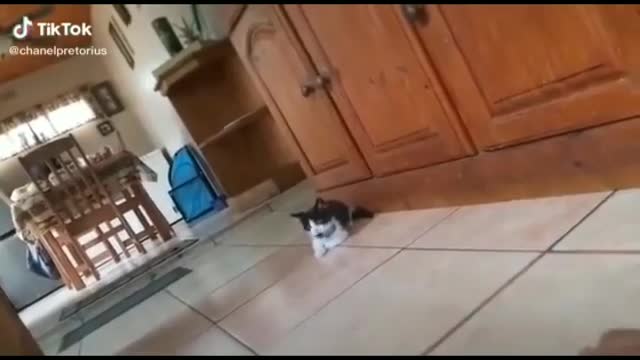 Cat Vs Tiger 😂😂😂