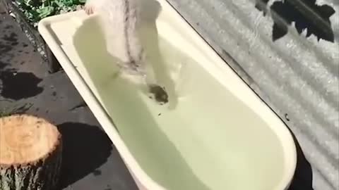 Funniest dogs and cats videos that will make you laugh