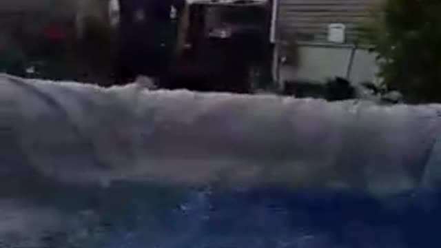 Interrupting his swimming to greet Dad is the best compliment a boston