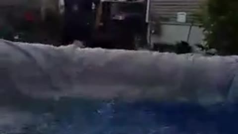 Interrupting his swimming to greet Dad is the best compliment a boston