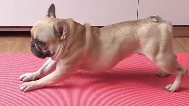 Dog Exercises with training