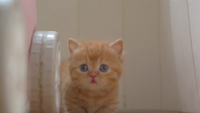 The cat played hide-and-seek with its master