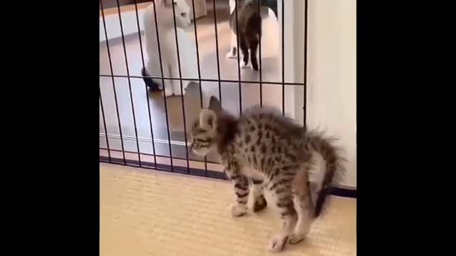 Animals fantastics Playing
