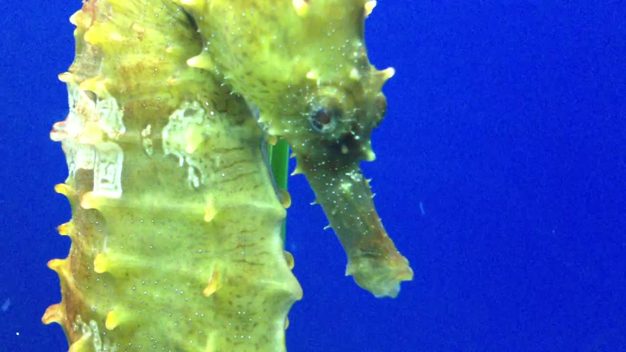 Sea Horse