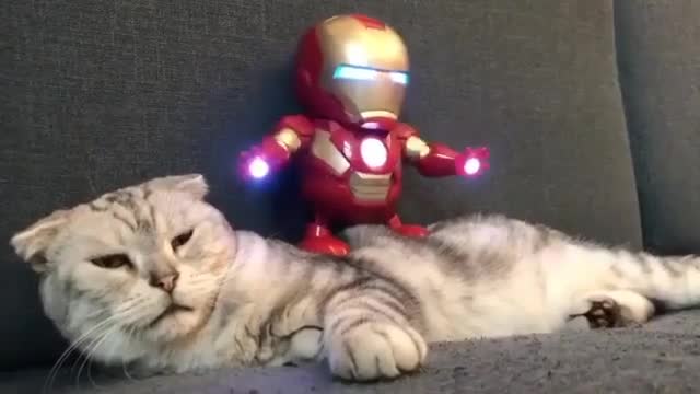 Funny cat video & effect