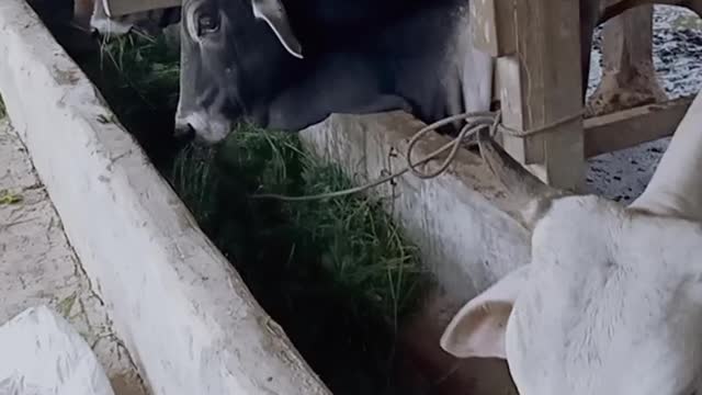 cow raising