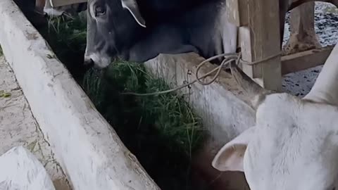 cow raising