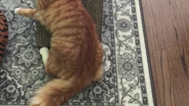 Cat scratches the box