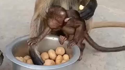 Monkey love with mother feeling