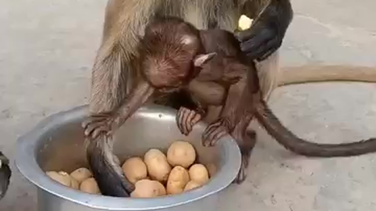 Monkey love with mother feeling